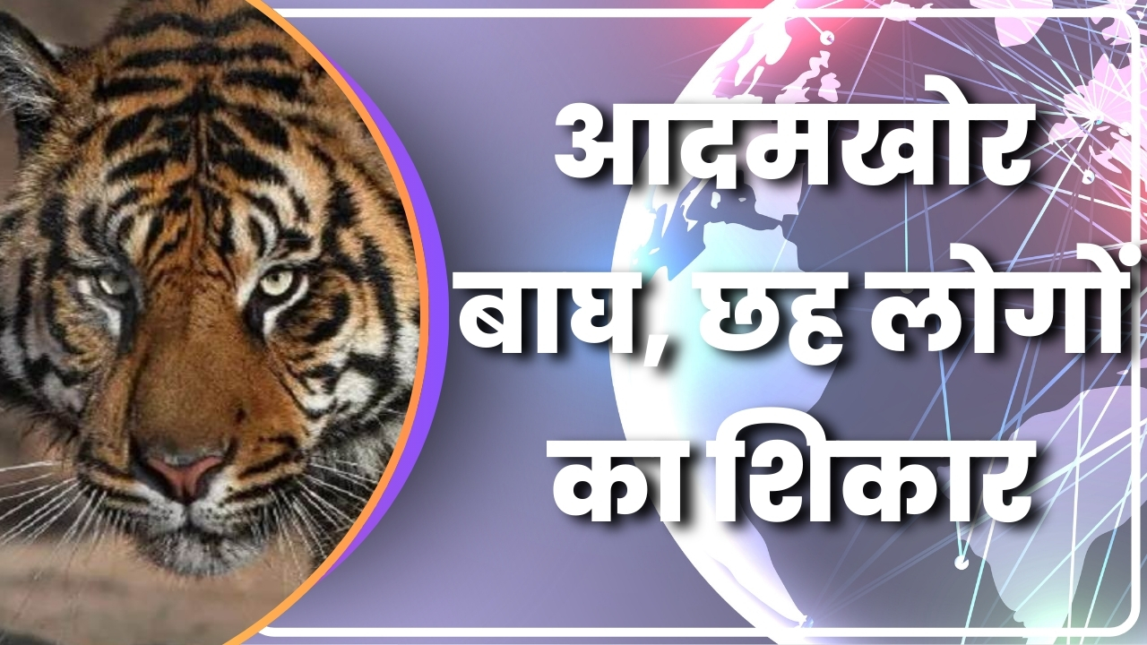 आदमखोर बाघ, छह लोगों का शिकार |Great Post News